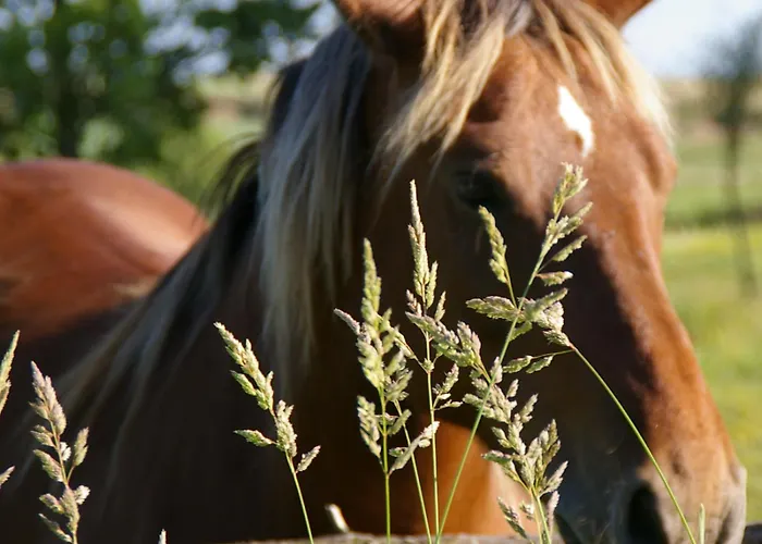 Farma U Janeckich Czarny Mlyn